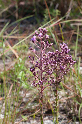 Carphephorus paniculatus #8